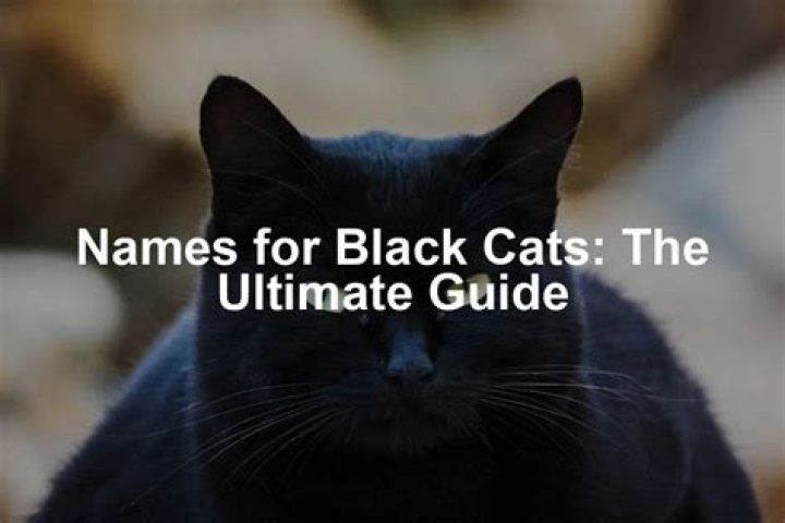 Choosing the Perfect Black Cat Names: An Ultimate Guide