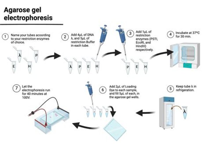 Mastering 2D Difference Gel Electrophoresis: A Comprehensive Guide
